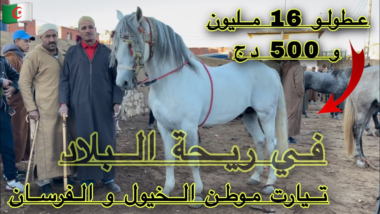 موطن الخيول تيارت | أسعار أجمل الخيول الجزائرية من سوق السوقر اليوم ولاية تيارت 🐴🐴