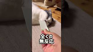 ミーさんにこの匂いを嗅がせるとこうなる！#shorts