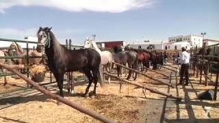 Cartaya celebró su XVI Feria del Caballo