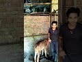 Video Title: Dairy farm ready #dairyfarm #farm #farming PLEASE SUBSCRIBE ME✅🔥