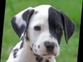 Top 10 cachorro mais bonitos do mundo