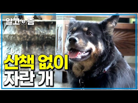 '산책을 안 한 지 2년 6개월이라니...' 어려서부터 겁이 많아 집 밖을 무서워하는 진돗개의 충격적인 원인은 무엇일까?|세상에 나쁜 개는 없다|알고e즘