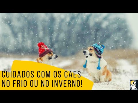 Vídeo: Devo deixar meu cão colocar peso durante o inverno?
