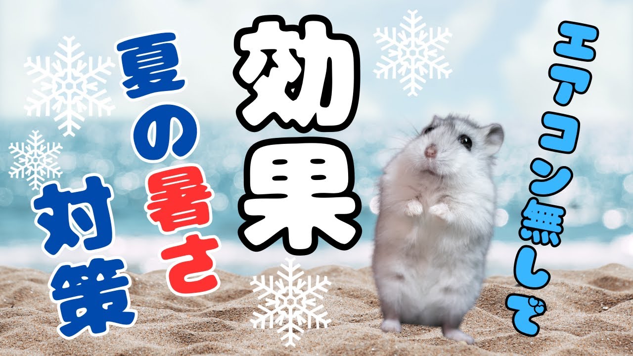 ハムスターエアコンなしで暑さ対策（その効果） - YouTube