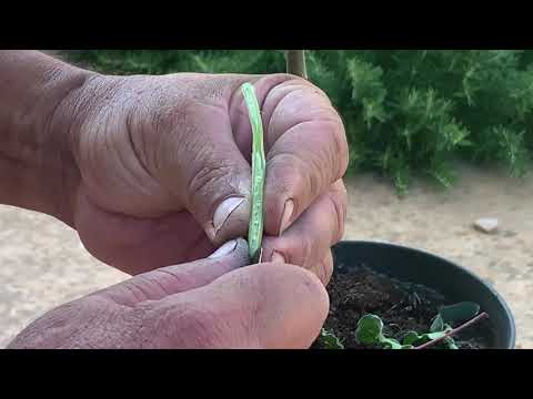 Vídeo: Quina Cafetera és Millor: Garrofa O Degoteig, Guèiser, Càpsula, Beina, Crítiques