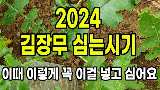 2024 김장무 심는시기 이때 이렇게 꼭 이걸 넣고 심어요