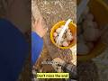 Duck Eggs Harvest | Duck Farming | Village farming|Farming #shorts #duck #farming #food