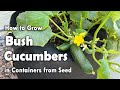 How to grow cucumbers in containers from seed  bush cucumber planting guide for small gardens