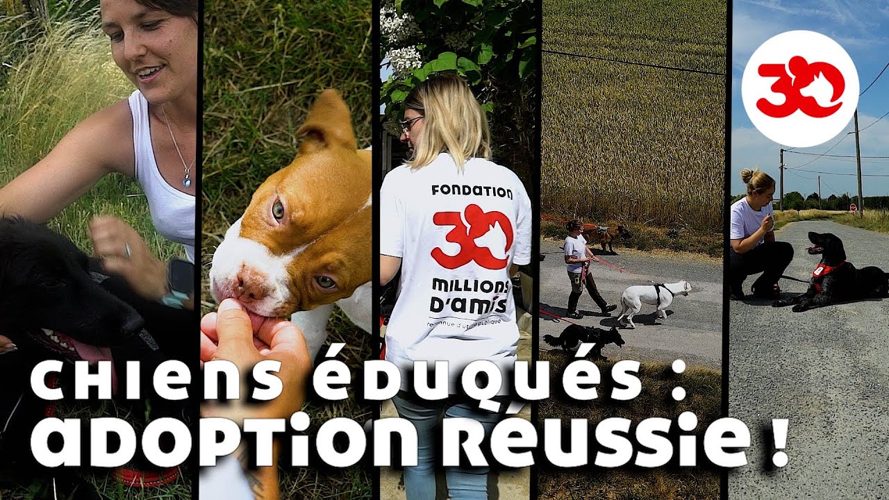 SECONDE CHANCE pour ces CHIENS cabossés par la vie 🐕🐶