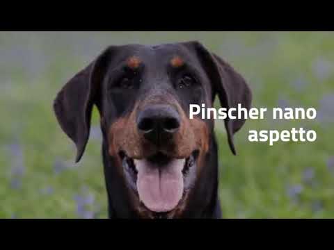 Video: Che Aspetto Hanno I Pinscher