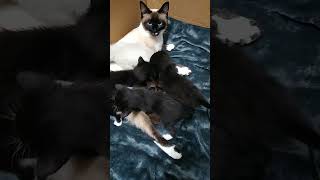 Beautiful Siamese Kitten Litter and their Awesome Momma Cat