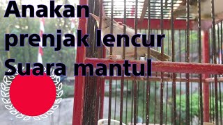 riwikan prenjak pyeng anakan rasa ciblek