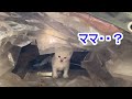 物音がしたら「ママ猫かな？」と顔を出す留守中の子猫