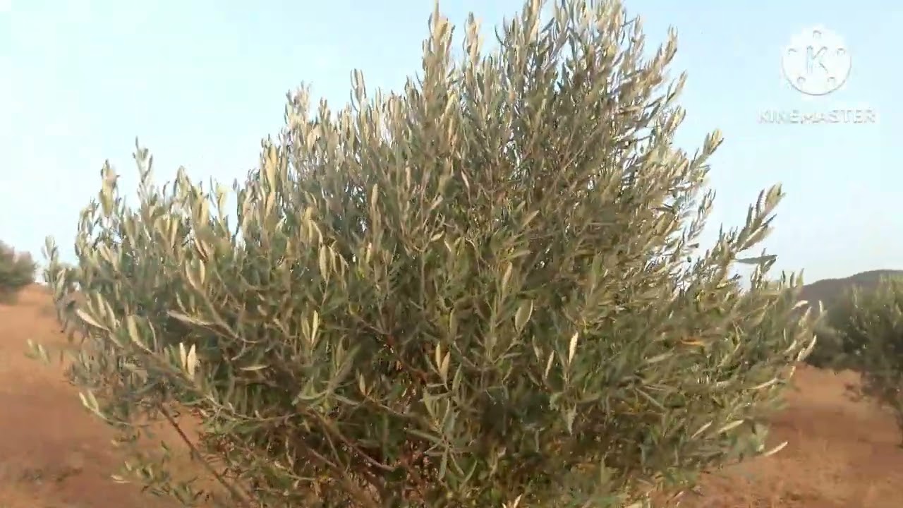 20/07/2024 قطعه ارضيه ملكي عدليه مساحتها 2 هكتارات فيها 170 شطبه الزيتون ثمنها 16 مليون 0666467992