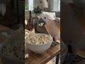 🐦#cockatoo #chess #funnybird #petsofinstagram #viralreels #birdlover #fyp #trending #funnyanimals