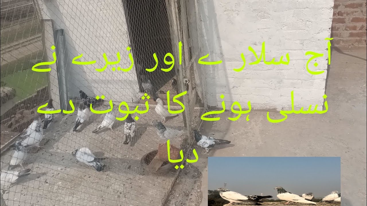 آج سلارے بچّے نے نسلی ہونے کا ثبوت دے دیا 😜