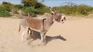 Donkey Mating Viral Video