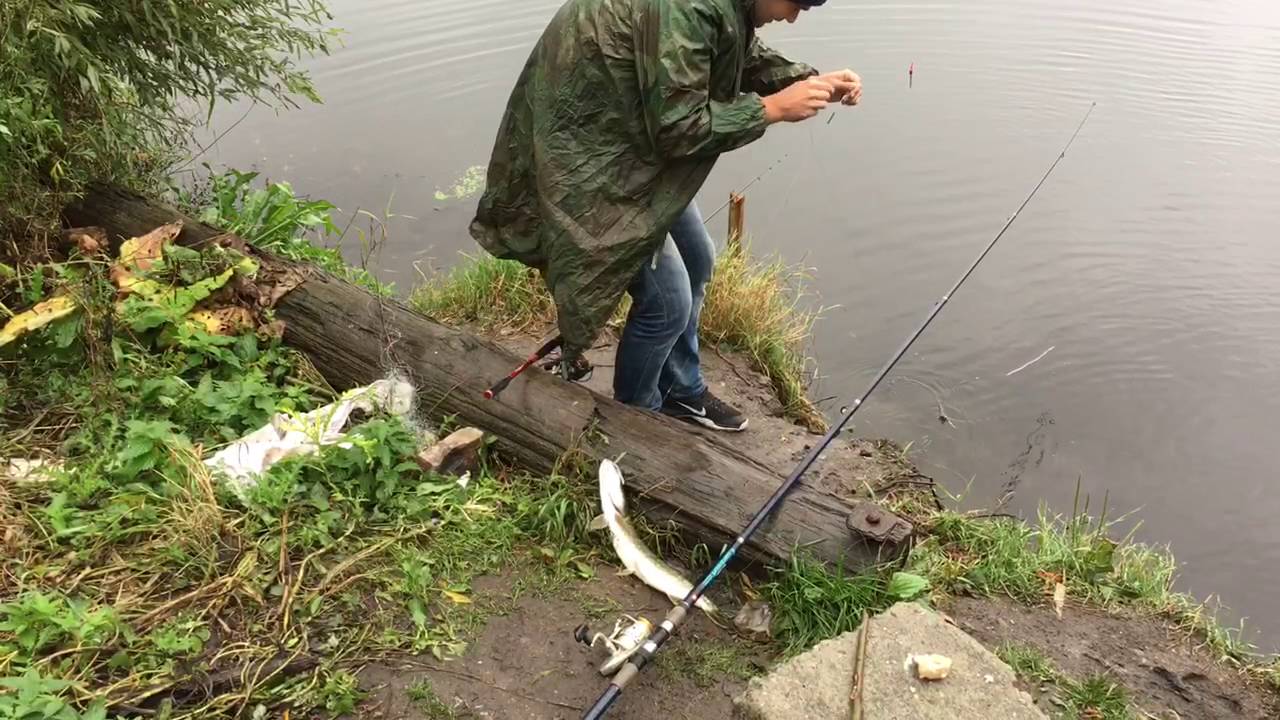 Щука на живца на поплавочную. Поплавочная удочка на щуку. Ловля щуки на удочку на живца. Поплавочная снасть на щуку. Рыбалка на Преголе.