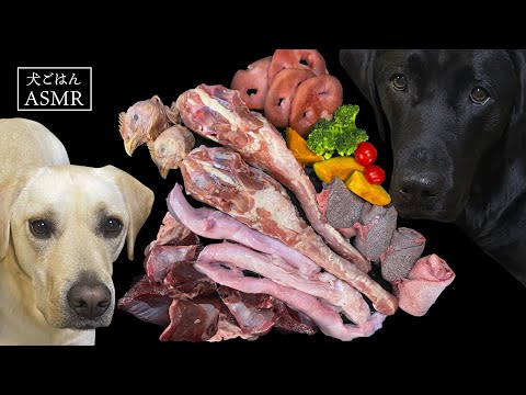 【ASMR  犬ごはん】大きな鶏ガラをバリボリ美味しそうに食べるティコレミちゃんの咀嚼音/Raw Feeding/Dogs asmr/犬の咀嚼音