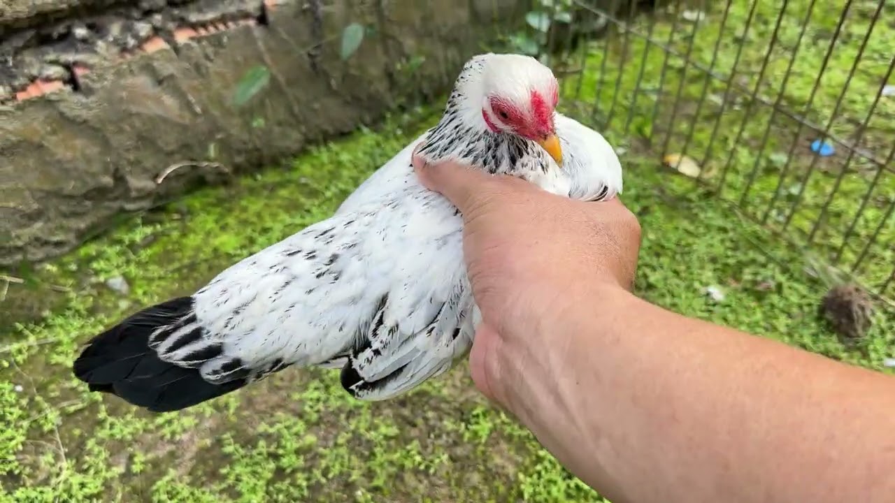 Cặp chuối tuyết tre bắc cộc