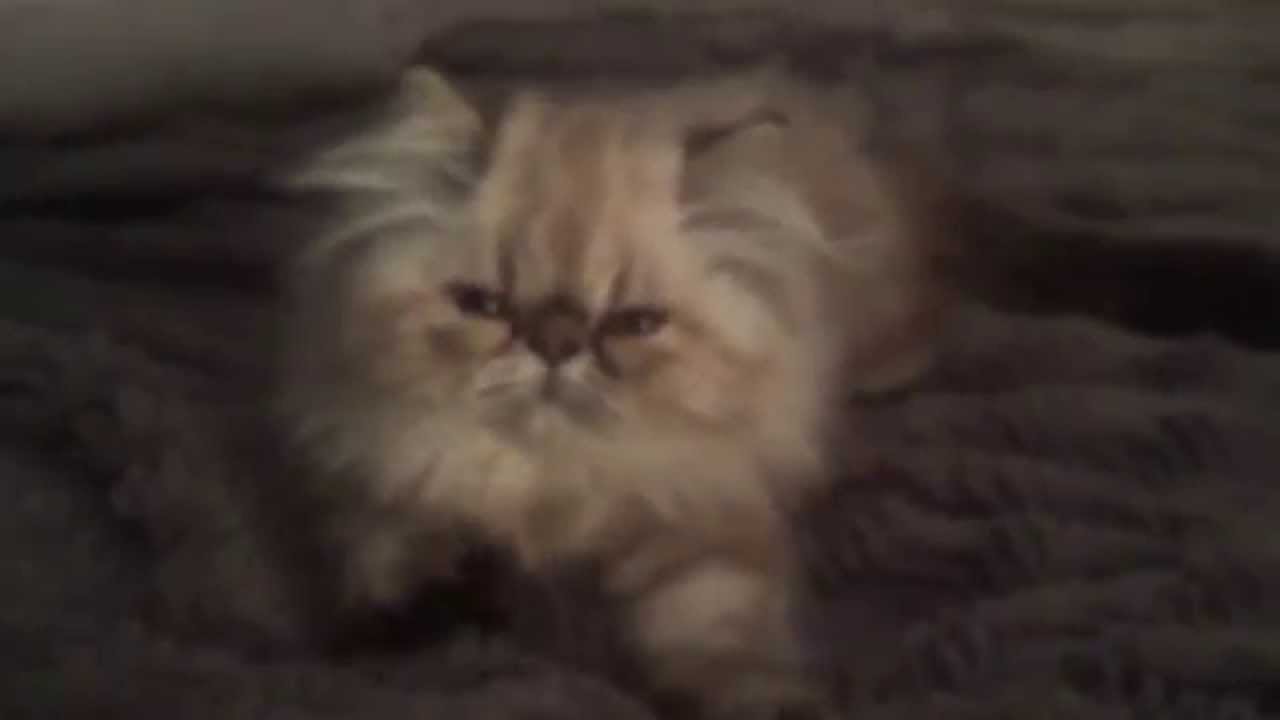 Himalayan Kitten Kneading and Purring Loud YouTube