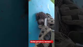 He Saves A Hedgehog's Life #Shorts #Hedgehog