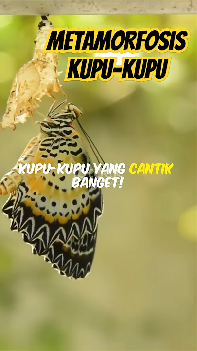 Metamorfosis Kupu-kupu (ID)