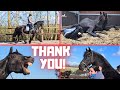 Thank you all very much! | Which horses? | A birth | Riding @home | Friesian Horses Part 3/3