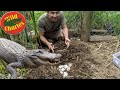 Collecting Alligator Eggs!! Will mom protect? @Florida's Wildest