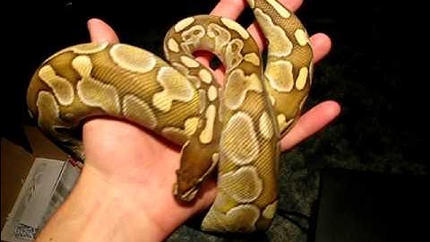Lesser Platinum Ball Python