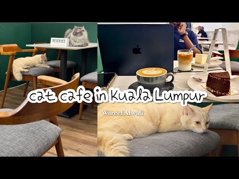 قضيت الويكند في مقهى القطط    