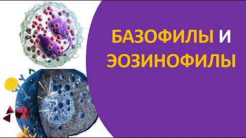 29. Базофилы и эозинофилы