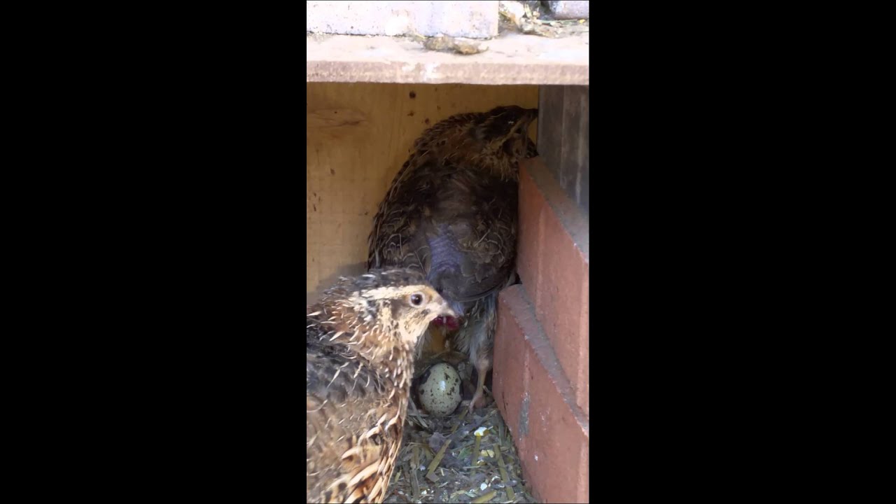 Quail laying egg YouTube