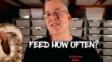 How often should I feed my snake?