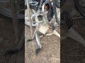 #monkey #cute #animals #youtubeshorts #trending #funny
