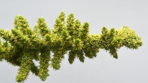 BLEDO (Amaranthus retroflexus) PLANTAS SILVESTRES