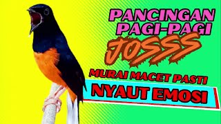 PANCINGAN PAGI-PAGI AGAR MURAI GACOR❗❗ MURAI MACET PASTI NYAUT EMOSI❗❗