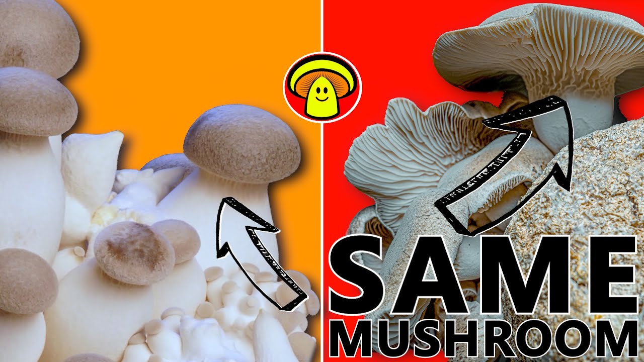 How to Grow King Oyster Mushrooms The Perfect Growing Conditions