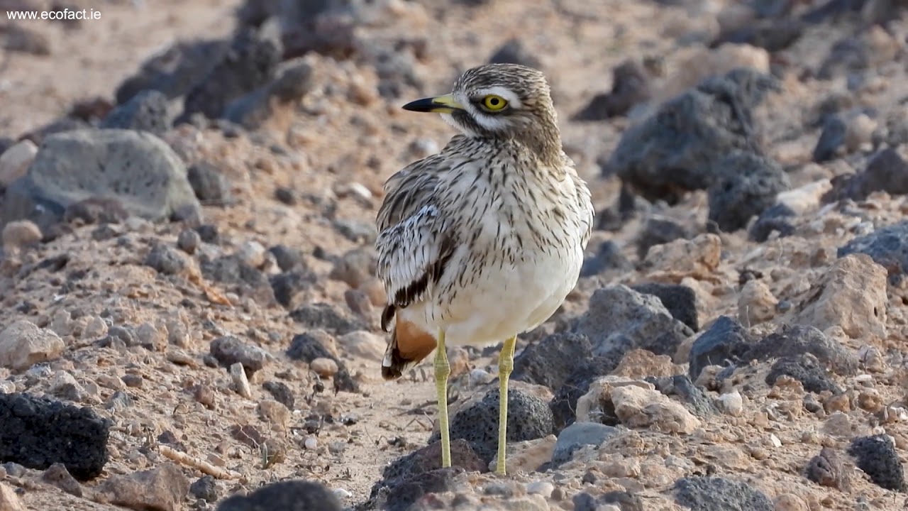 Stone Curlew (Burhinus oedicnemus insularum), Lanzarote