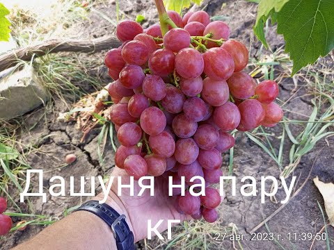 Video: Dashunya grapes: variety description and photo