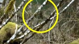 Bigfoot sighting in Alaska