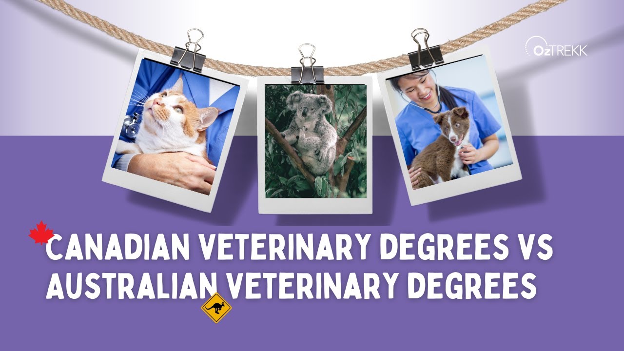 Сделайте ваше заявление в ветеринарную школу заметным: канадские ветеринарные дипломы против авст...