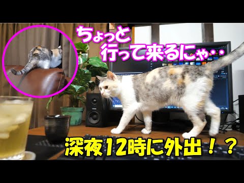 深夜12時にお外へ遊びに行こうとする三毛猫ネコ吉
