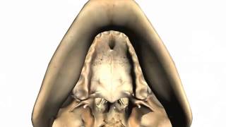 4.Skull tutorial 2   Bones of the facial skeleton   Anatomy Tutorial PART 2