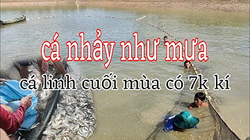 Kéo lưới ao cá linh, đặc sản mùa nước nổi