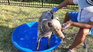 Ultimate Oatmeal Scrubbing Massage for Happy Dobermans!