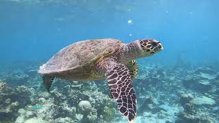Bellissima tartaruga marina che nuota nel mare delle Maldives