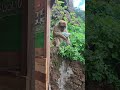 monkey Ouzoud cascade