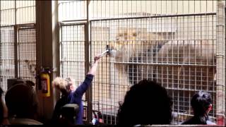 San Francisco zoo lion feeding