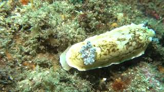 Nudibranchs at The Steps